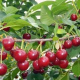 Десертная волжская5_0x160 Любимый сад